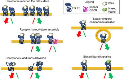 Endocrine Disruption of the Follicle-Stimulating Hormone Receptor Signaling During the Human Antral Follicle Growth